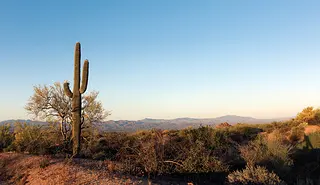 saguaro cactus at McDowell Sonoran Preserve
