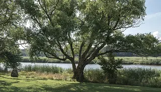 A corkscrew willow tree.